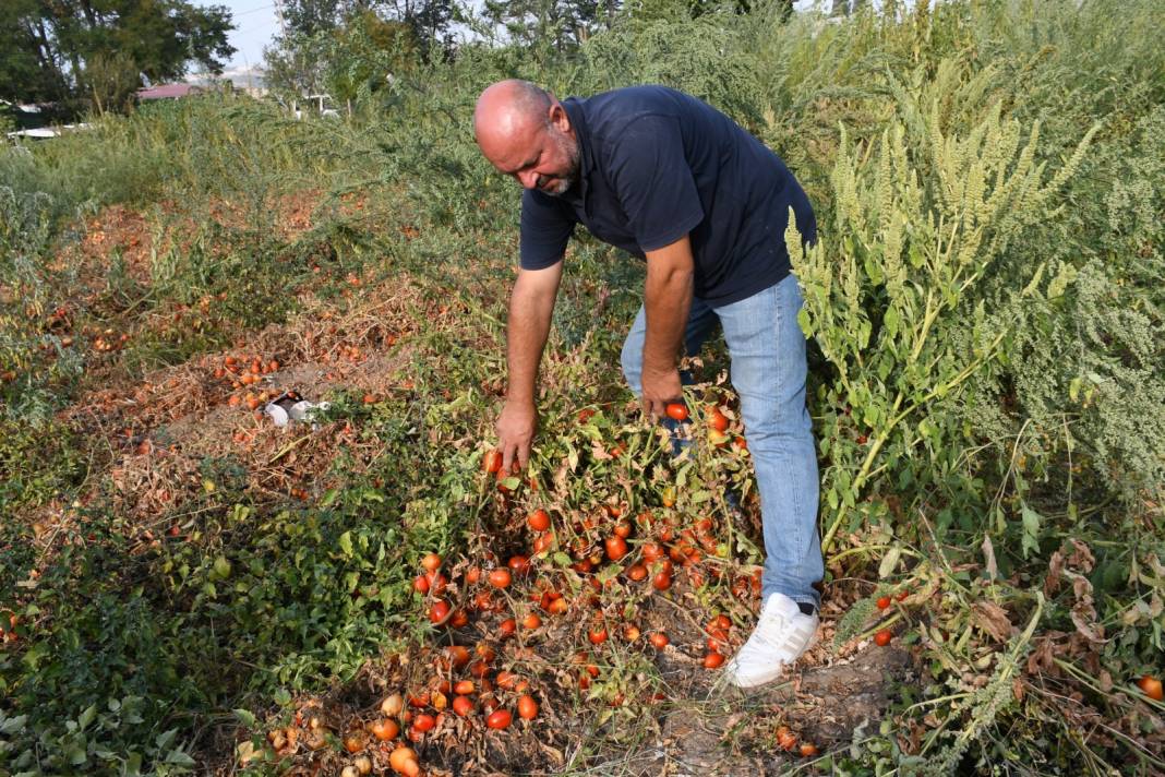 Köylü elinde kalan domatesi parasız verdi: Salça yapıp vatandaşa dağıtılıyor 4